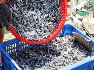 nước mắm nam ngư làm từ gì