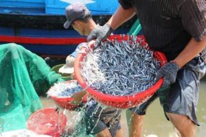 thành phần nước mắm nam ngư