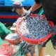thành phần nước mắm nam ngư